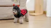 Parkas WarmHut New Ladybug Dog Costumes Pet Halloween Cosplay Hoodies Adorable Ladybird Cat Costume Animal Fleece Warm Outfits Clothes