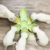 Feeders 6in1 Pet Bowls Kreatywne kota karmnik psa szczeniąt woda w wodę miski kociak karmiący naczynia karmienia płatka wielokomórkowa kształt kwiatowy plastikowe miski