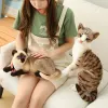 Toys Simulation Pillow American Shorthai Siamese Cat Plushstuffed Lifelike Doll Animal Pet Toys For Children Home Decor Baby Cadeau