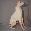 Camisolas de camisola de galgo italiano Capuz de moletom de colorido branco roupas de cachorro de cachorro whippet bichon bellington cachorro sem pêlos