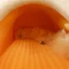 매트 스웨이드 고양이 집 안다 겨울 애완견 침대를위한 작은 개 귀여운 고양이 둥지 애완 동물 집 Kennle Cat Villa Houses 애완 동물 액세서리