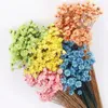 Fleurs décoratives 30pcs / tête de fleur d'environ 0,6-1cm Bouquet de marguerite séchée naturelle de 0,6-1cm