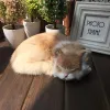 Toys Sleeping Cat Lifelike Leuke pluche speelgoed Cat -poppen realistische simulatie kitten ornamenten creatief kantoor huisdecoraties ambachten