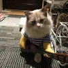 Shirts Striped Funny Cat Clothes Tshirt Guitar Rock Singer Cosplay Pet Dogs Costume Pet T Shirt Party Clothes For Cat