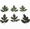 Decorative Flowers 120pcs Pressed Dried Selaginella Uncinata Filler For Epoxy Resin Jewelry Making Postcard Frame Phone Case Craft DIY