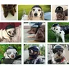 Dog Apparel Safety Hard Hat Hardhat For Pets Motorcycles Bike Outdoor Protect Head Sunproof Rainproof Small Medium Supplies Puppy