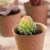 Decorative Flowers Simulated Succulents Artificial Cactus Unpotted Realistic Accessories DIY Materials Vase Assorted Fake