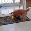 Steuerung Smart Interactive Dog Toys Ball mit Fernbedienung LED -Leuchten Naturkautschuk Automatischer Rollkugel für kleine mittelgroße große Hund