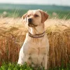 Collari Collari per cani in pelle a spillo fresco Collari per cani da pitbull regolabili per cani da cani per piccoli cani di grandi dimensioni Labrador
