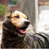 Capa de chuva cão de estimação camuflagem capa de chuva para cães big cães à prova d'água de roupas ao ar livre com capuz manto de chuva macacão francês bulldog macacão labrador