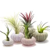 5 -stcs/set natuurlijke zee -egelschaal voor decoratieconch Tillandsia potplant coquillage ongedefinieerde huizendecoratie accessoires 240415