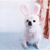 Rabbit ucho kot kapelusz pluszowy króliczek pies cosplay cosplay cosplay kostium na głowę pałąk kotka szczeniaka puppy cap miot na nakrycie głowy na urodziny