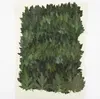 Decorative Flowers 120pcs Pressed Dried Selaginella Uncinata Filler For Epoxy Resin Jewelry Making Postcard Frame Phone Case Craft DIY