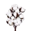 Dekorative Blumen 10 künstliche Kapok natürliche getrocknete Simulation Baumwolle Hochzeitsraum Osterdekoration Lieferungen DIY Wrack Bouquet Geschenkbox