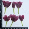 Decoratieve bloemen Originele tulpen oem est levering echt ingedrukt voor PO -arrangementen 10 pc's