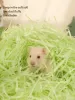 Kooien gekleurd papier stofvrije hamster beddengoed hamster kooi landschapsarchitectuur benodigdheden hamster accessoires chipmunk klein huisdieren beddengoed