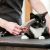 Abbigliamento per cani Cat Cat Electric Hair Grooming Shaver Clipper Trimmer