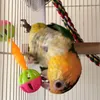 Other Bird Supplies 2Pcs Pet Parrot Interactive Colorful Ball With Bells Plastic Toy For Budgie