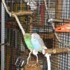 Other Bird Supplies 10Pcs Natural Wooden Swing Parrot Stand Rod Platform Ladder Cage Decor