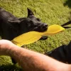 Kołnierze trwałe trening dla psów holowanie zabawek pies ugryzienie poduszka z interaktywną liną graj duże zabawki dla psów radzi sobie z zabawkowymi szczeniakami trening che n4g0