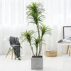 Dekorative Blumen Simulation Millennium Eisen Pflanze gefälschte Bäume Innenfenster Dracaena Dekoration Büro Boden Home Greenery