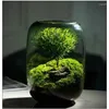 Wazony mche bonsai artefakty mikro krajobraz świeży zieleń wazon pulpitu butelka Eco
