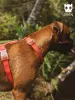 Gurte mittelgroße und große Hundegärte wasserdichtes Hundekabelbaum Golden Retriever Labrador Marinois Hunde Walking Dog Accessoires