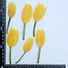 Decoratieve bloemen Originele tulpen oem est levering echt ingedrukt voor PO -arrangementen 10 pc's