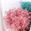 Dekorativa blommor Starry Immortal Dried Flower Bouquet Valentine's Day Gift Pendulum Artikel