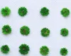 装飾的な花20pcsプレス乾燥したアナファリスの花草本ネイルアートフェイスメイクアップエポキシ樹脂ジュエリーフレーム電話ケースクラフトDIY