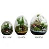 Vaser mossa terrarium hydroponic mikro landskap glas saftiga vasflaskor hem dekoration