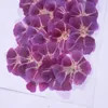 Dekorative Blumen 30pcs 4-5 cm gepresst getrocknete Godetia-Pflanzen Herbarium für Schmuck Postkartenpost Telefon Hülle PO-Rahmen Lesezeichen Handwerk DIY