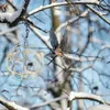 Tuindecoraties buiten hangende vogelvoeder voor wilde vogels metaal haak vetbal buiten decoratie voeding gereedschap w9o0