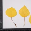 Dekorative Blüten Pappelblattvenen wahres Pflanzenmaterial für DIY -gepresste Blume Make -up Dekoration 120pcs