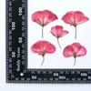 Decoratieve bloemen originele geranium op stengels specimens diy gedrukt voor het onderwijzen van prop 120pcs gratis verzending