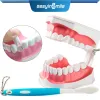 Spazzolino da denti easyinsmile dente Modello 1: 2 spazzola dentali dentali rimovibili insegnamento di grandi dimensioni 12x9 cm wit spazzola odontoiatria laboratorio