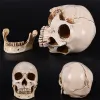 LifeSize 1: 1 Human Skull Model Replica Harts Medicinsk anatomisk spårning Medicinsk undervisning skelett Halloween dekorationsstaty