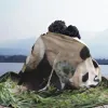 sets Fubao Panda Fu Bao Animal Blanket Winter Warmth Antipilling Flannel Throw Blankets for Bedding Sofa