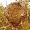 Bird Fibre Coconut Fibre 250G500G Bird House Naturalny materiał gniazdowy Fibre Fibre Cage Dekoracja klatki dla zwierząt domowych gniazdo 240419