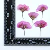 Decoratieve bloemen originele geranium op stengels specimens diy gedrukt voor het onderwijzen van prop 120pcs gratis verzending