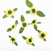 Dekorative Blumen 100pcs gepresst getrockneter Mini Sonnenblumen Blumenblatt Pflanzen Herbarium für Nagelkunst Schmuck Lesezeichen Telefonhülle Gesichtskarte DIY