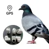 Akcesoria Anneaux Avec GPS Pour Pozycjonowanie w czasie rzeczywistym Pigeon Tracker Tracker GPS gołębi