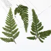 Decorative Flowers 60pcs Pressed Dried Davallia Mariesii Leaf Flower Plant Herbarium For Jewelry Po Frame Phone Case Bookmark Making DIY