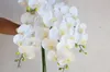 Biały faux prawdziwy dotyk phalaenopsis orchidea sztuczna wiosenna roślina stemcencyjna
