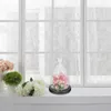 Decoratieve bloemen Mini Cupcake Stand Immortal Bloem Glass Cover Micro-landscape houten basis versiering bewaard bureaublad