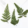 Decorative Flowers 60pcs Pressed Dried Davallia Mariesii Leaf Flower Plant Herbarium For Jewelry Po Frame Phone Case Bookmark Making DIY