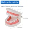 Toothbrush 2 Pack Standard Teeth Model Mouth Model Human Teeth Model Tooth Brushing Model for Teaching Studying