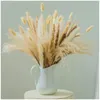 Flores decorativas Creme de casamento Pampas grama Fragmites fofos Decoração Buquê seco de cauda natural Decoração de casa boho