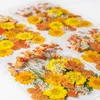 Fleurs décoratives 1set 35pcs Herbier de feuilles de fleurs séchées pressées assorties pour les bijoux en résine époxy faisant un signet de signet