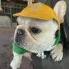 Gabinetes Nuevos opciones de color de sombrero de perro para perros Accesorios para perros para perros